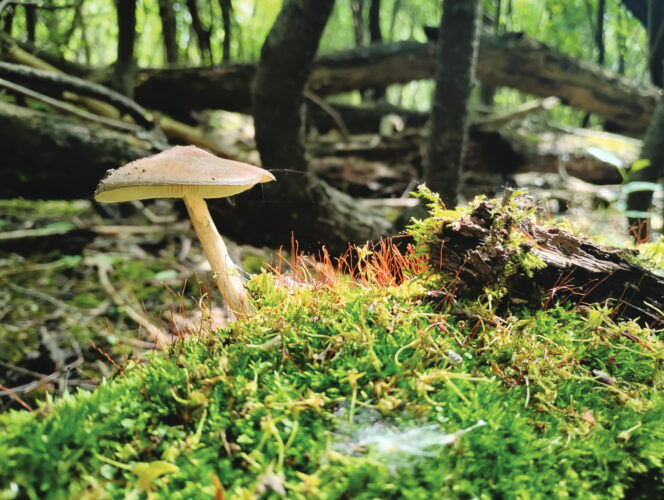 How Mushrooms Can Save the World